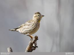 Image result for Petronia petronia