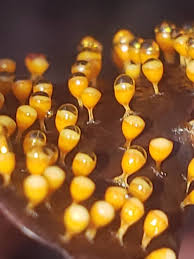 Attēlu rezultāti vaicājumam “Craterium minutum stalked”