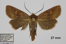 Attēlu rezultāti vaicājumam “Eriopygodes imbecilla”