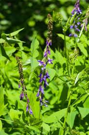 Attēlu rezultāti vaicājumam “Galega orientalis flower”