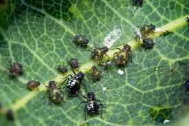 Attēlu rezultāti vaicājumam “Chaitophorus populeti”