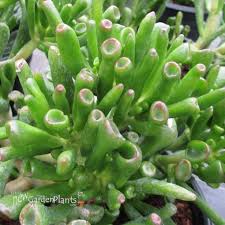 Image result for Crassula hobbit