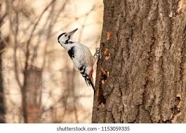 Attēlu rezultāti vaicājumam “Dendrocopos leucotos female”