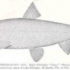 Image result for Coregonus huntsmani