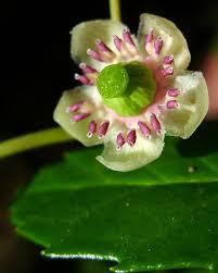 Attēlu rezultāti vaicājumam “Chimaphila umbellata bud”