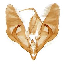 Attēlu rezultāti vaicājumam “Phytometra viridaria”