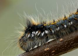 Attēlu rezultāti vaicājumam “Euthrix potatoria larva”