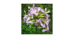 Attēlu rezultāti vaicājumam “Saponaria officinalis”