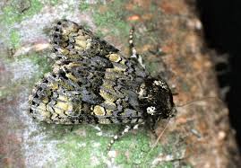 Attēlu rezultāti vaicājumam “Craniophora ligustri imago”