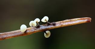 Attēlu rezultāti vaicājumam “Didymium clavus stalked”