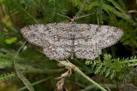 Attēlu rezultāti vaicājumam “Hypomecis roboraria”