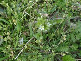 Attēlu rezultāti vaicājumam “Cerastium holosteoides flower”