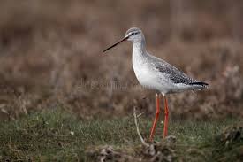 Image result for Tringa erythropus