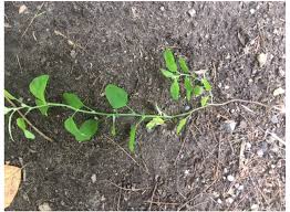 Attēlu rezultāti vaicājumam “Chenopodium album”