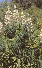 Attēlu rezultāti vaicājumam “Liliaceae”