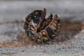 Attēlu rezultāti vaicājumam “Armadillidium pulchellum”