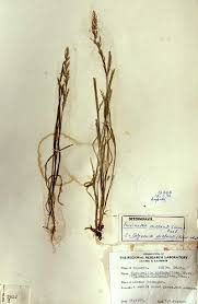 Attēlu rezultāti vaicājumam “Puccinellia distans”