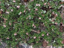 Attēlu rezultāti vaicājumam “Arctostaphylos uva-ursi”