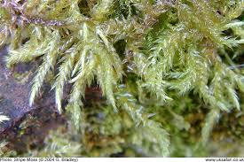 Attēlu rezultāti vaicājumam “Eurhynchium striatum”