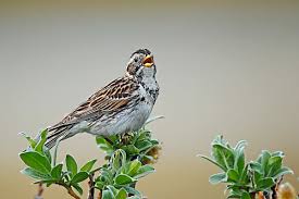 Image result for Calcarius lapponicus