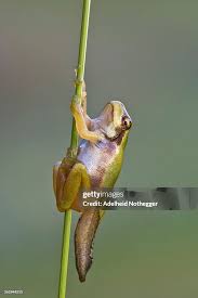 Attēlu rezultāti vaicājumam “Hyla arborea”