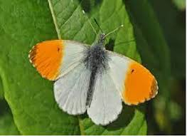 Image result for Papilionoidea