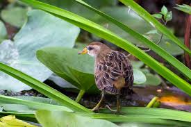 Image result for Porzana carolina