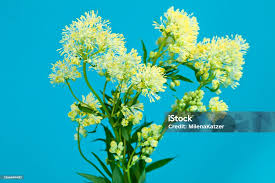 Attēlu rezultāti vaicājumam “Thalictrum flavum flower”