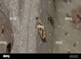 Attēlu rezultāti vaicājumam “Thiodia citrana”