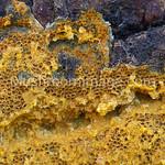 Attēlu rezultāti vaicājumam “Oligonema persimile”