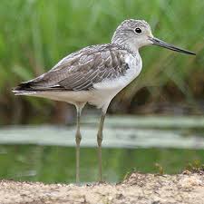 Attēlu rezultāti vaicājumam “Tringa nebularia”