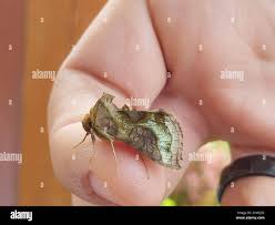 Attēlu rezultāti vaicājumam “Diachrysia tutti”