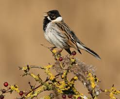 Attēlu rezultāti vaicājumam “Emberiza schoeniclus male”