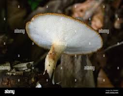 Attēlu rezultāti vaicājumam “Polyporus tuberaster”