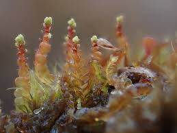 Attēlu rezultāti vaicājumam “Odontoschisma denudatum cells”