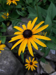 Attēlu rezultāti vaicājumam “Rudbeckia hirta var. pulcherrima flower”