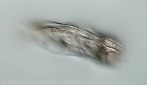 Attēlu rezultāti vaicājumam “Mucronella subtilis”