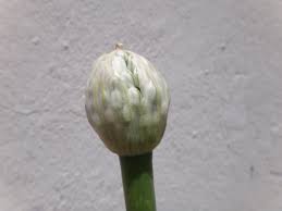 Attēlu rezultāti vaicājumam “Allium cepa bud”