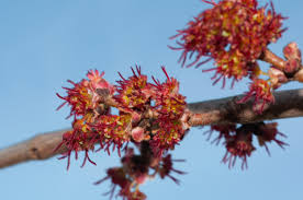 Attēlu rezultāti vaicājumam “Acer saccharinum flower”