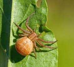 Attēlu rezultāti vaicājumam “Xysticus bifasciatus”