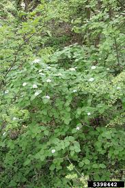 Attēlu rezultāti vaicājumam “Viburnum lantana”