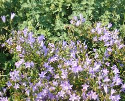 Image result for Campanula rapunculus