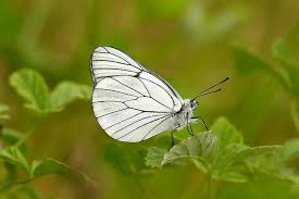Attēlu rezultāti vaicājumam “Aporia crataegi upperside”