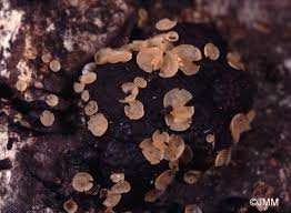 Attēlu rezultāti vaicājumam “Hyalorbilia inflatula”