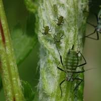 Attēlu rezultāti vaicājumam “Macrosiphoniella absinthii”