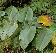Attēlu rezultāti vaicājumam “Reynoutria sachalinensis leaf”
