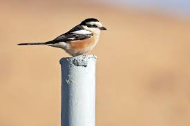 Image result for Lanius nubicus