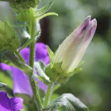 Image result for Marienglockenblumen