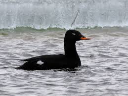 Attēlu rezultāti vaicājumam “Melanitta fusca male”