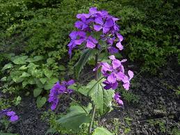 Attēlu rezultāti vaicājumam “Lunaria annua leaf”